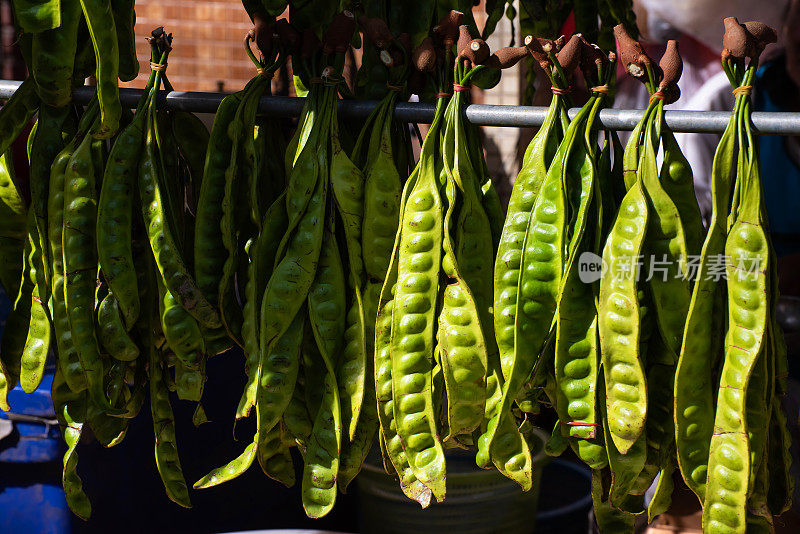 新鲜的绿色Petai或俗称的苦豆(Parkia speciosa bean)